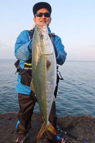 ハマチの釣果