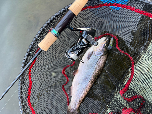 トラウトの釣果