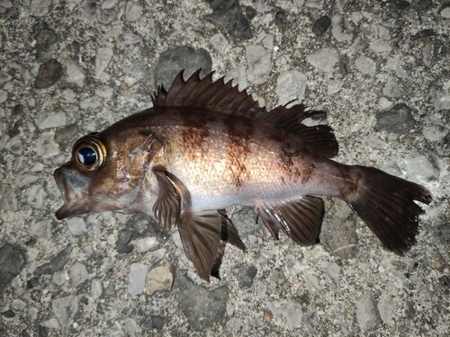 メバルの釣果