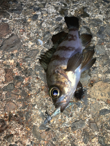 メバルの釣果