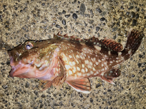 カサゴの釣果