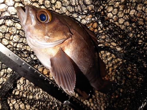 メバルの釣果