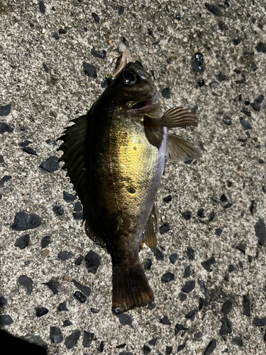 メバルの釣果