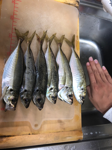 アジの釣果