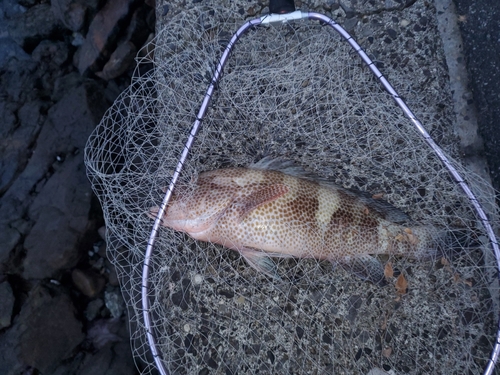 オオモンハタの釣果