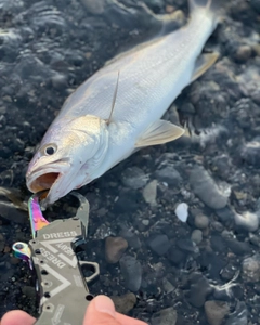 ニベの釣果