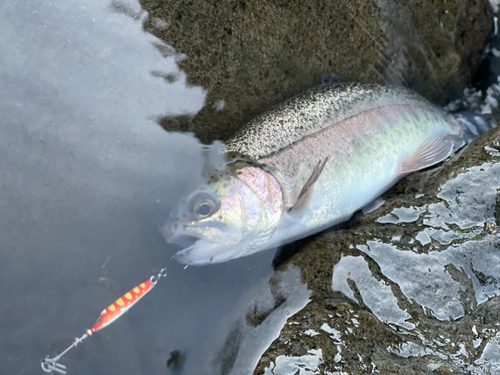 ニジマスの釣果