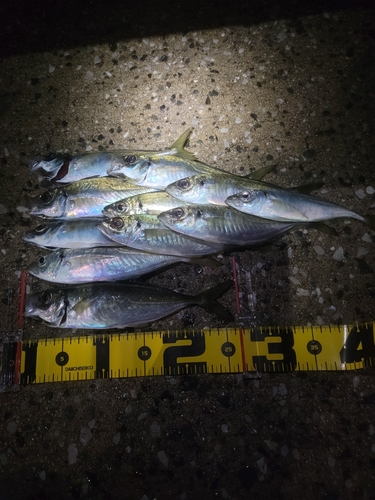 アジの釣果