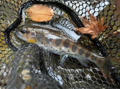 アマゴの釣果