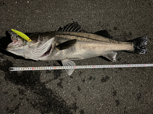 シーバスの釣果