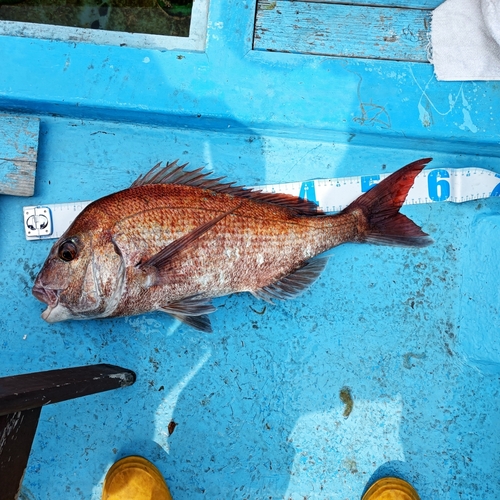 タイの釣果