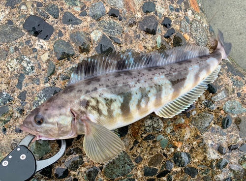 ホッケの釣果