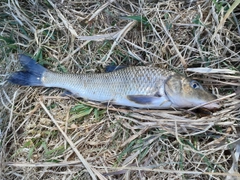 ニゴイの釣果