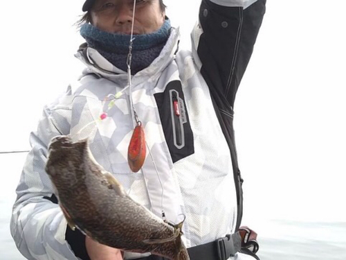 ショウサイフグの釣果