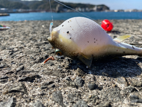 クサフグの釣果