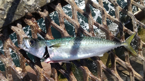 マサバの釣果