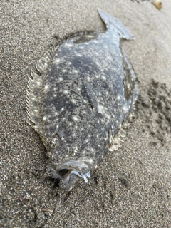 ソゲの釣果