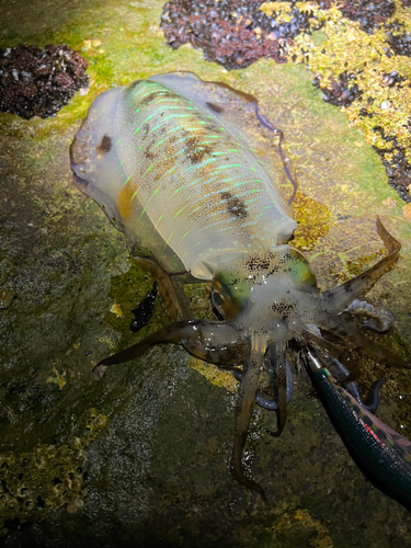 アオリイカの釣果