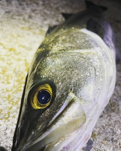 スズキの釣果