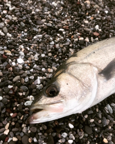 フッコ（マルスズキ）の釣果