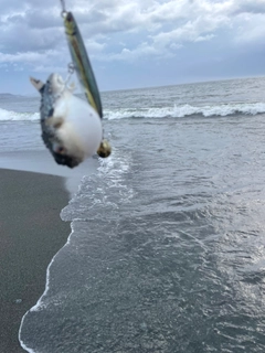 フグの釣果