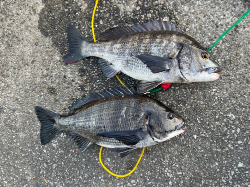 クロダイの釣果