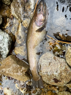 ヤマトイワナの釣果