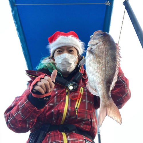 マダイの釣果