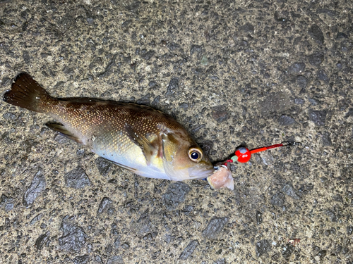 ガヤの釣果