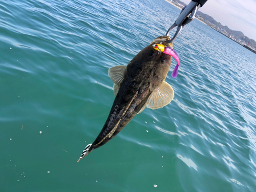 マゴチの釣果