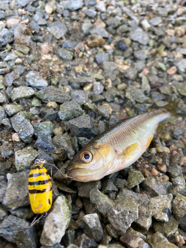 カワムツの釣果