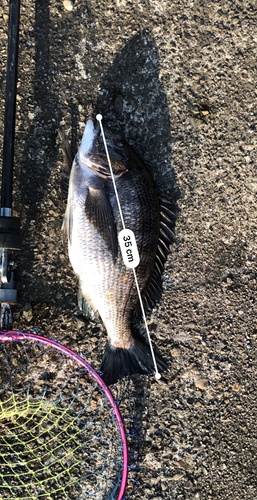 クロダイの釣果