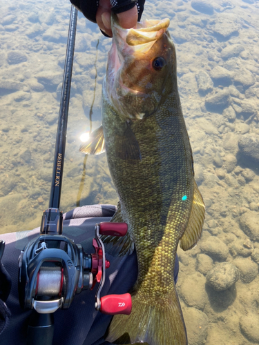 スモールマウスバスの釣果