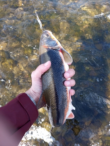 マルタウグイの釣果