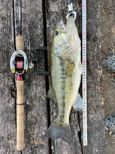 ブラックバスの釣果