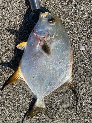 コバンアジの釣果