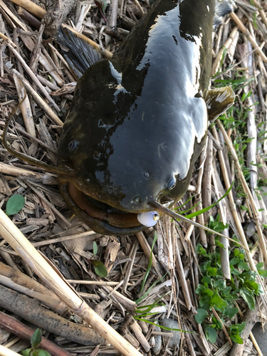 ナマズの釣果