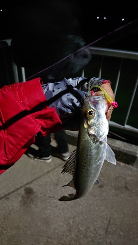 セイゴ（ヒラスズキ）の釣果