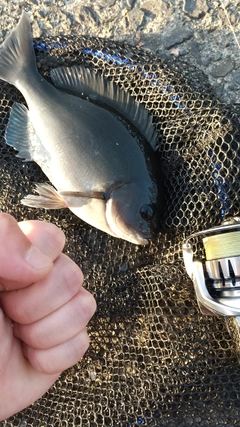 グレの釣果