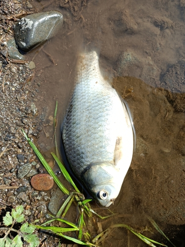 ヘラブナの釣果