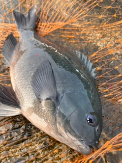 メジナの釣果