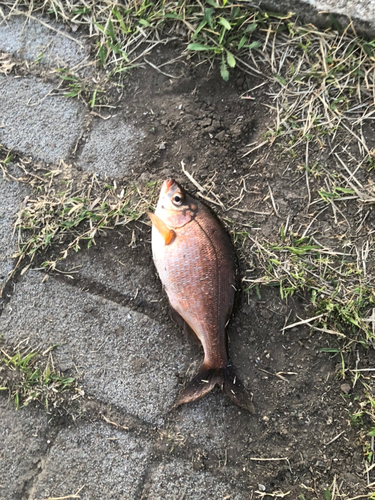 ウミタナゴの釣果