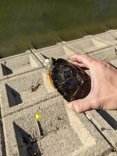 ブルーギルの釣果