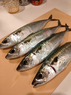 サバの釣果