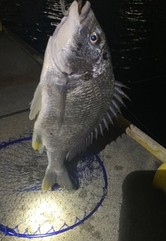 キビレの釣果