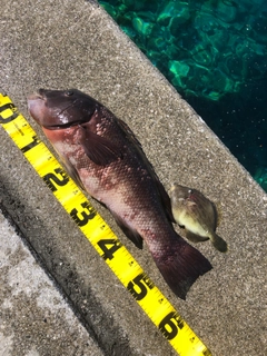 コブダイの釣果