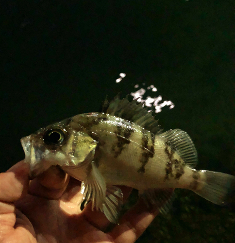 メバルの釣果