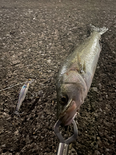 シーバスの釣果