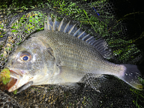 キビレの釣果