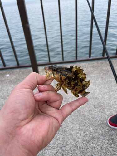 タケノコメバルの釣果